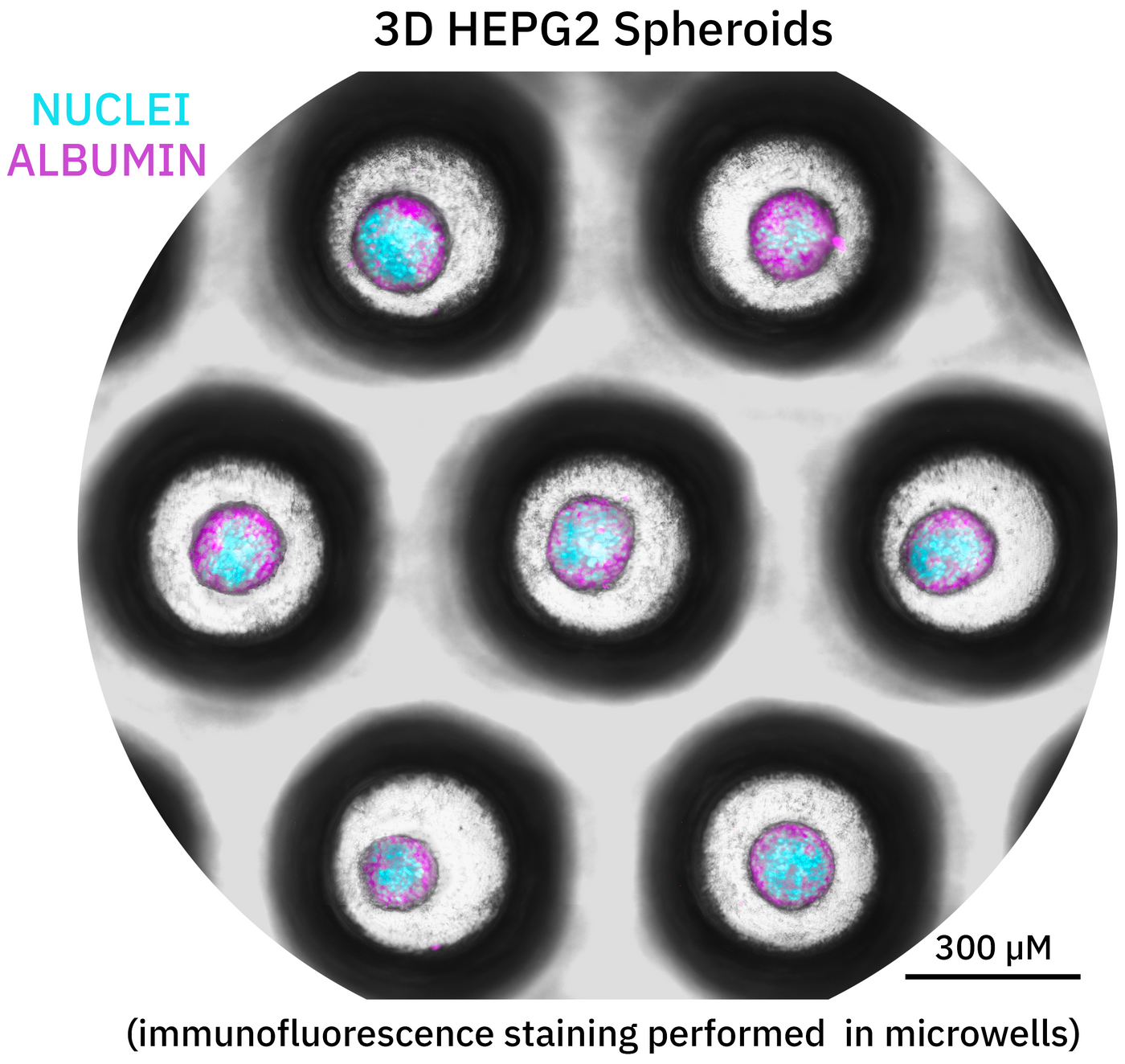 Immunofluorescence in well