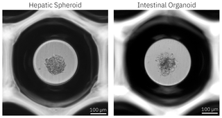 Microwell Images - Utility