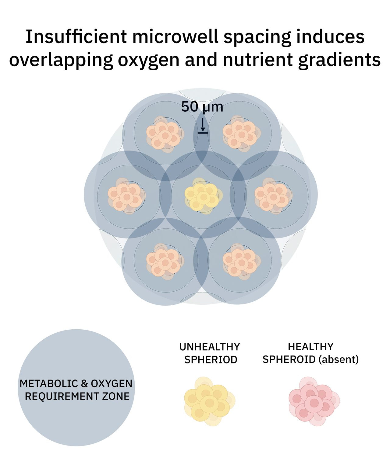 Microtissue metabolic and oxygen overlap