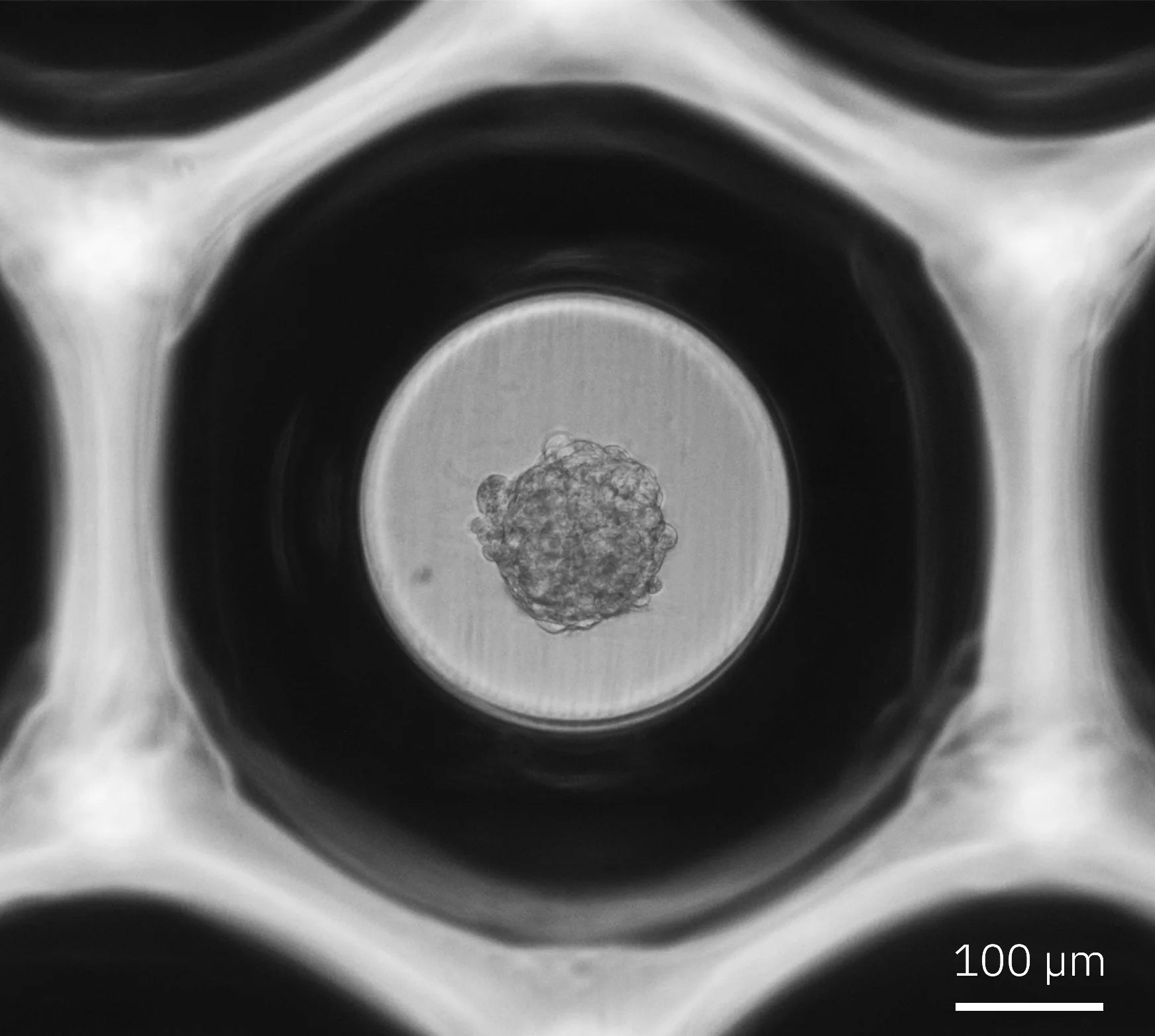 Single hepatic spheroid after 4 days in culture inside a 600 micrometer microwell